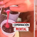 COMBINACIÓN MORTAL